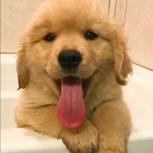 Meet your Posher, Dashiell